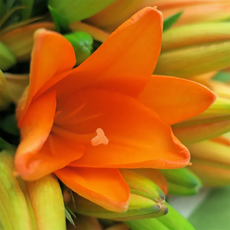 Букет Винная соната